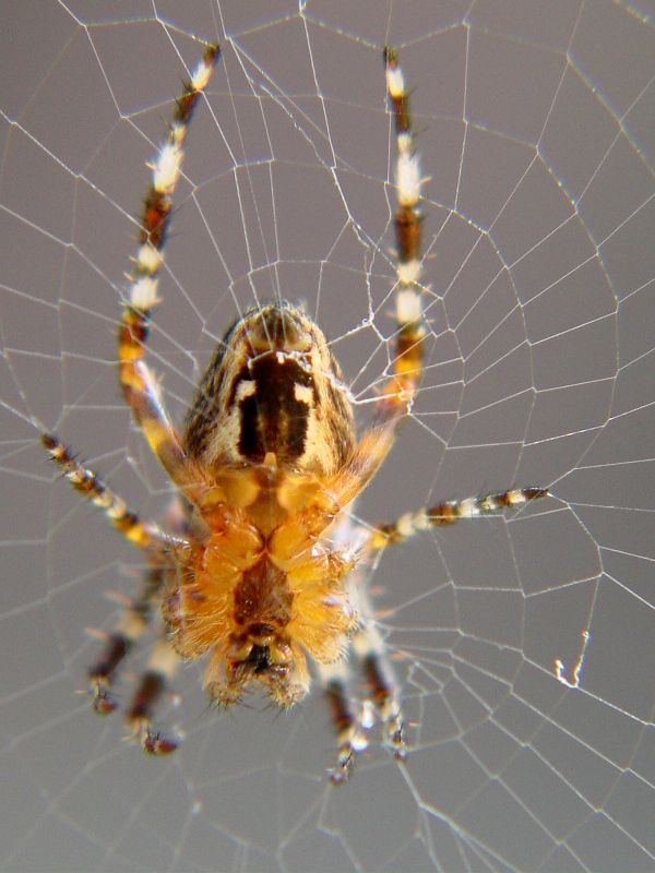 Araneus diadematus